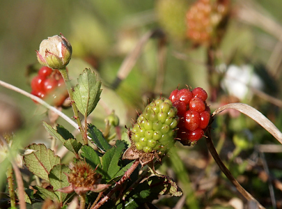 [In the upper left of the image is a tightly closed white ball half-covered with greenery which will become the underside of the flower. To the right of it are two berries. The left berry is all green with small berry segments. To the right of it is an all-red berry with plump segments which each are at  least four times as large as green segments. ]